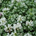 Lamium maculatum 'White Nancy'